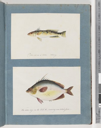 Strana 13. Neidentifikované ryby. 14. Neidentifikovaná ryba od Unknown artist