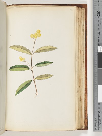 Strana 140. Neznámý květ, říjen 1794 od Unknown artist