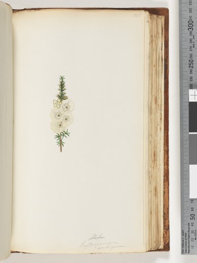 Strana 145. Alela / Leptospermum ambiguum od Unknown artist