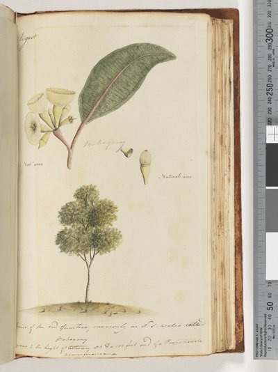 Strana 149. Přirozená velikost, Druh červeného Gum Tree, běžně v N.S.W nazývaný Mohogony od Unknown artist