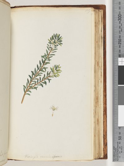 Strana 159. Westringea rosmariniformis od Unknown artist