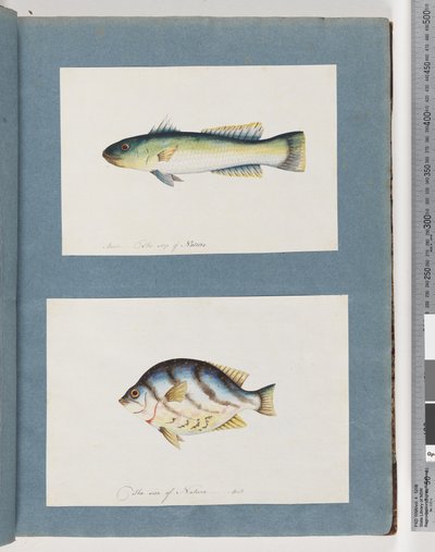 Strana 15. Neidentifikované ryby 16. Neidentifikované ryby od Unknown artist
