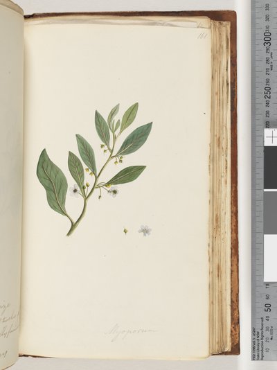 Strana 161. Myoporum od Unknown artist