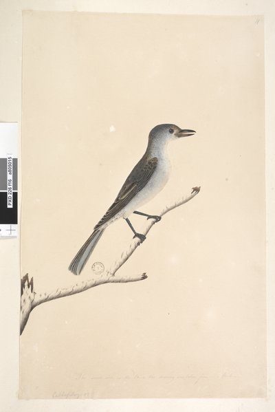 Strana 16. Ceblephyris podél spodního okraje v jiné ruce Stejná velikost jako pták, ze kterého byla kresba převzata. April Gray Shrike Thrush Colluricincla harmonica, 1791-92 od Unknown artist