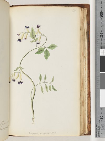 Strana 171. Bignonia australis H.K od Unknown artist