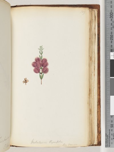 Strana 189. Melaleuca thymifolia. Lin: Transac od Unknown artist