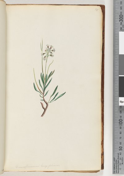 Strana 18. Conospermum longifolium Dlouhé, listové šištice od Unknown artist