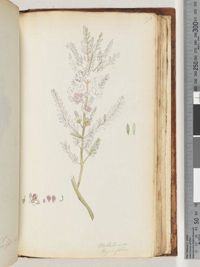 Strana 190. Melaleuca thymifolia / Tymiánový med, myrta od Unknown artist