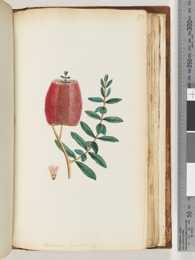 Strana 193. Melaleuca hypericifolia / Myrta z červeného medu od Unknown artist