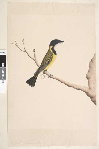 Strana 19. Duben. Přirozená velikost Golden Whistler Pachycephala pectoralis, muž, 1791-92 od Unknown artist