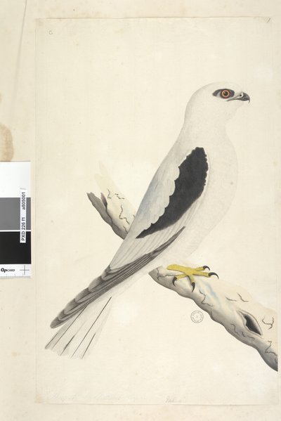 Strana 1. Falco, spatřený v Augustatu vlevo dole v jiné ruce srpen přirozené velikosti. Černý luňák ramenatý Elanus axillaris Elanus notatus, 1791-92 od Unknown artist