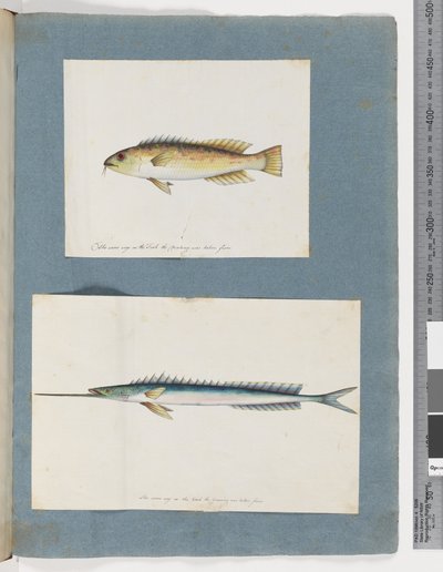 Strana 1. Neidentifikovaná ryba. 2. Neidentifikovaná ryba (akvarel na papíře) od Unknown artist
