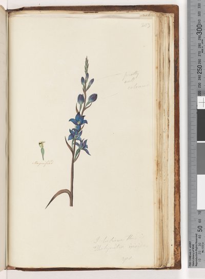 Strana 203. Myslím, že toto je Thelymitra ixioides / Spotted Sun Orchid od Unknown