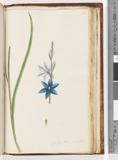Strana 204. Thelymitra ixiodes / Orchidej skvrnitá od Unknown artist