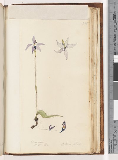 Strana 205. Glosodia. Major On. Arethusa pilosa / Orchidej voskových rtů od Unknown artist