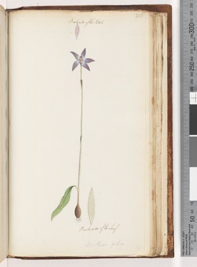 Strana 206. Zadní strana okvětních lístků. Zadní strana listu. Arethusa pilosa / orchidej voskových rtů od Unknown artist