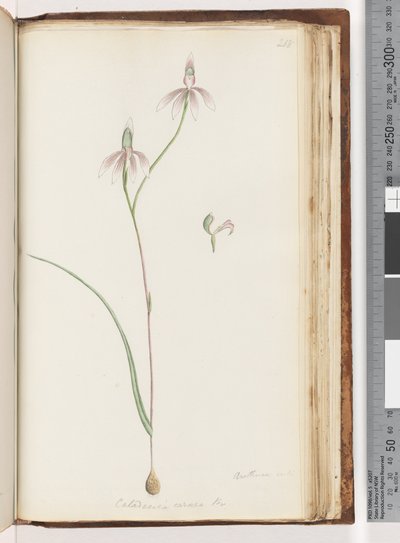 Strana 208. Arethusa certe? Caladenia carnea Br / Pink Fingers Orchid od Unknown artist