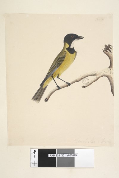 Strana 20. Přirozená velikost. duben Golden Whistler Pachycephala pectoralis, muž, 1791-92 od Unknown artist