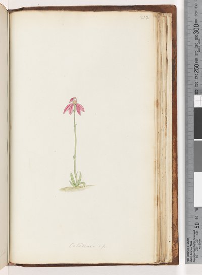 Strana 212. Caladenia sp od Unknown artist