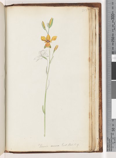 Strana 213. Diuris aurea. Exot. Bot. t. 9. Oslí orchidej od Unknown artist