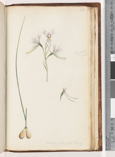 Strana 214. Diuris elongata Saracty? Fialová oslí orchidej od Unknown