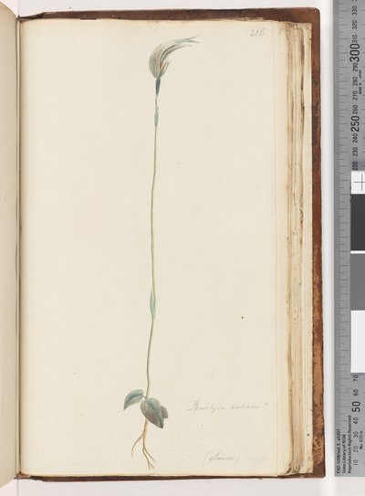Strana 216. Pterostylis nutans? / od Unknown artist