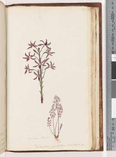 Strana 217. Dipodium Brown / Dendrobium punctatum. Exot. Bot. t. 12. Hyacintová orchidej od Unknown artist