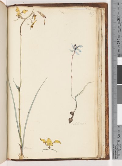 Strana 219. Caladenia / Diuris dvě rostliny od Unknown artist
