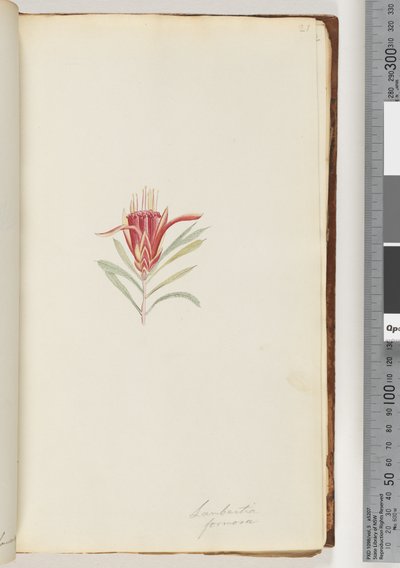 Strana 21. Lambertia formosa / Horský ďábel od Unknown artist