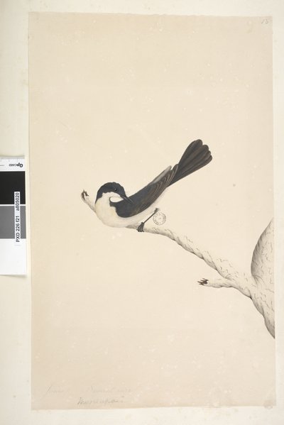 Strana 21. Musciopa. výše uvedený titul v jiné ruce června. Přirozená velikost Restless Flycatcher Myiagra inquieta Seisura inquieta, 1791-92 od Unknown artist