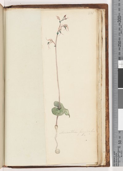 Strana 221. Acianthus fornicatus Br Pixie Caps od Unknown artist