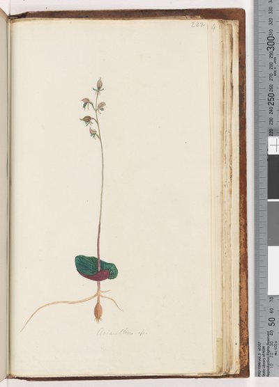 Strana 222. Acianthus sp od Unknown artist