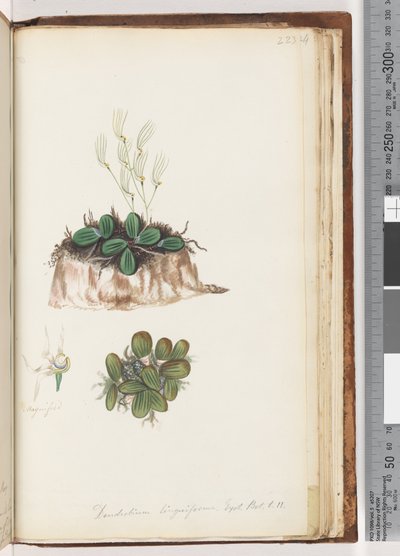 Strana 223. Dendrobium linguiforme Exot. Bot. t. 11 Orchidej jazyka od Unknown artist