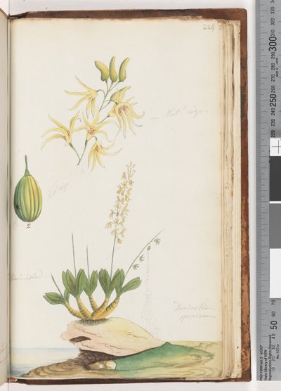 Strana 224. Dendrobium speciosum / Vstavač skalní od Unknown artist