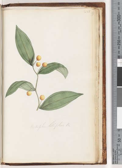 Strana 228. Eustrephus latifolius Br. Wombat Berry od Unknown artist