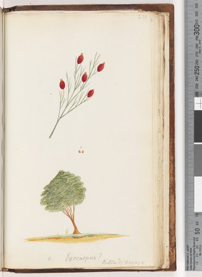 Strana 230. e Exocarpus? Billard: Voyage / The Cherry of New South Wales od Unknown