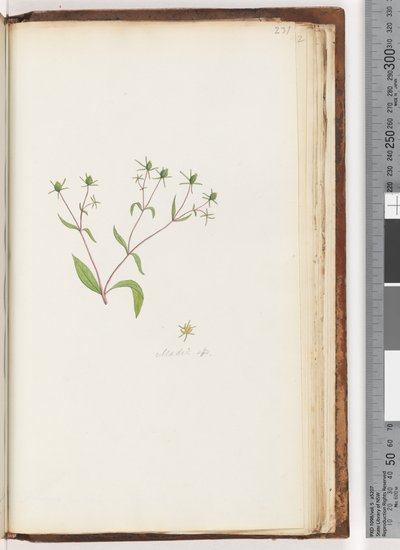 Strana 231. Madia sp od Unknown artist