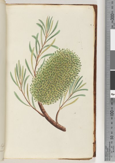Strana 23. Bezejmenná kvetoucí rostlina od Unknown artist