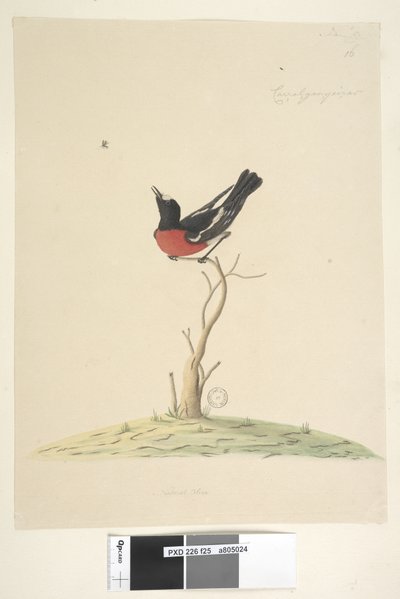 Strana 25. Car,ral,gar,yei,sar, přírodní velikost Scarlet Robin, samec Petroica multicolor, N.S.W., 1791-92 od Unknown artist