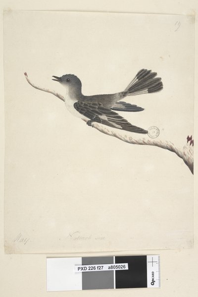 Strana 27. květen. Robin s kapucí v přirozené velikosti, samice Melanodryas cucullata, 1791-92 od Unknown artist