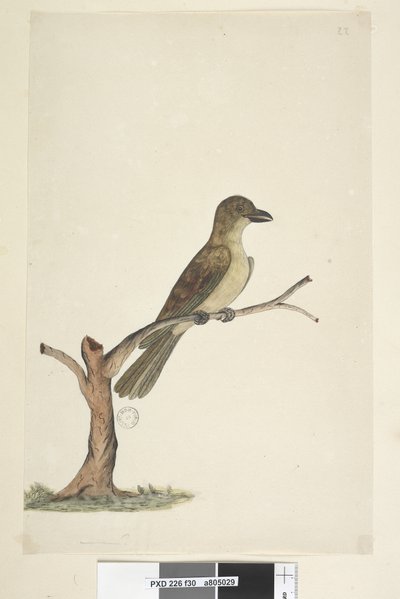 Strana 30...? Blackbird z ostrova Norfolk? Aplonis fuscus, žena, 1791-92 od Unknown artist