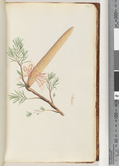 Strana 32. Rostlina Banksia ericifolia od Unknown artist