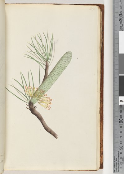 Strana 33. Rostlina, Banksia spinulosa od Unknown artist