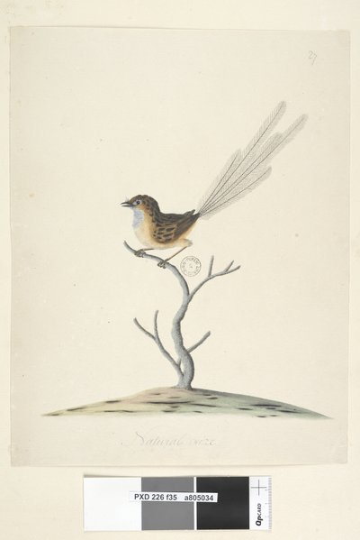 Strana 35. Přirozená velikost Emu, střízlík, samec Stipiturus malachurus, 1791-92 od Unknown artist