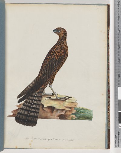 Strana 36. Jestřáb červený. Vyzařovaný Falcon od Unknown artist