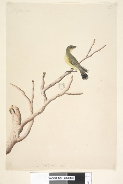 Strana 36. září. Přirozená velikost Trnbill žlutý Acanthiza nana, 1791-92 od Unknown artist