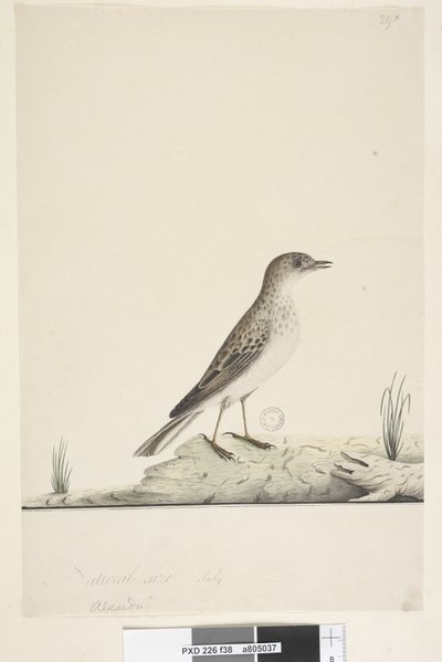 Strana 38. Alundu? nad názvem jinou rukou Přirozená velikost,  červenec Pipit Anthus australis, 1791-92 od Unknown artist
