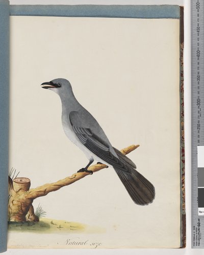 Strana 38. Neznámý pták, pravděpodobně velký lanius od Unknown artist