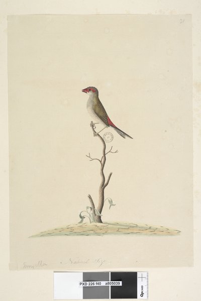 Strana 40. Zákaznický servis. Přirozená velikost červená, pěnkava browed Neochmia brevis Aegintha brevis, 1791-92 od Unknown artist