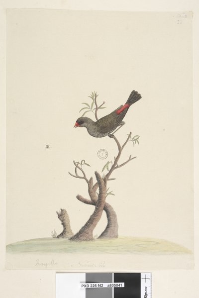 Strana 42. Fringilla. dole uprostřed v jiné ruce Přírodní velikost Diamond Firetail Stagonopleura guttata, 1791-92 od Unknown artist
